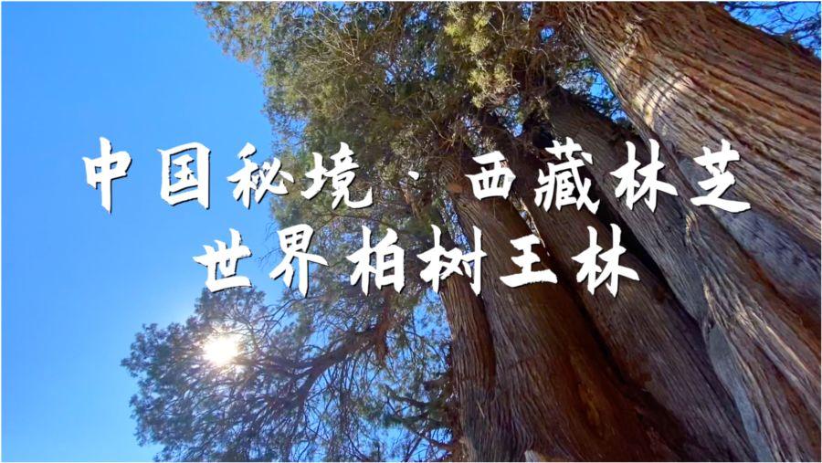 巫师3狂猎